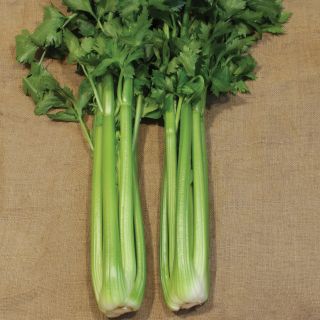 Celery Thumbnail